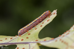 Argyrosticta decumana