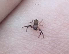 Coriarachne depressa