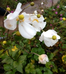 Eriocapitella × hybrida