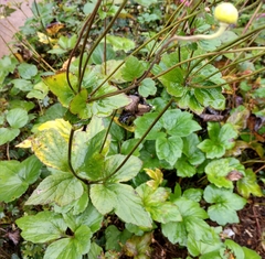 Eriocapitella × hybrida