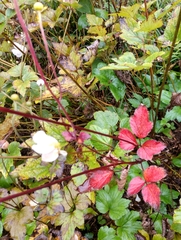 Eriocapitella × hybrida