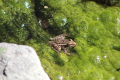 Lithobates neovolcanicus