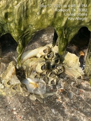 Amphibalanus eburneus