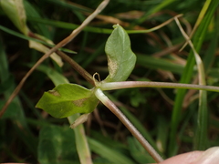 Septoria stellariae