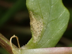 Septoria stellariae