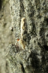 Crypsitricha mesotypa