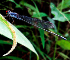 Pseudagrion hamoni
