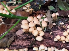 Hypholoma fasciculare