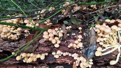 Hypholoma fasciculare