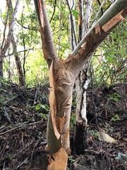 Bursera grandifolia