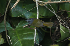 Myiothlypis conspicillata