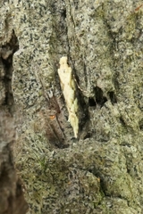Crypsitricha mesotypa