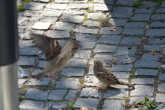 Passer domesticus