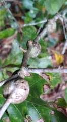 Zapatella quercusmedullae