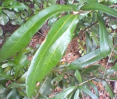 Zapatella quercusmedullae