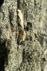 Crypsitricha mesotypa