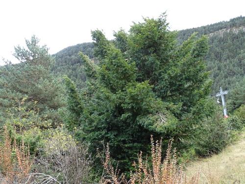 Europinis kukmedis nuotrauka