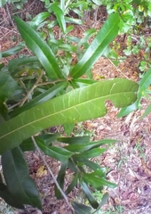 Zapatella quercusmedullae