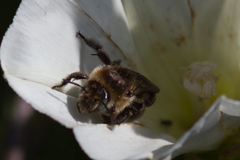 Diadasia bituberculata