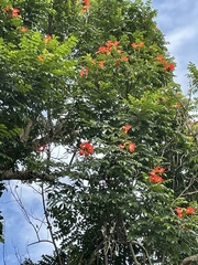 Spathodea campanulata