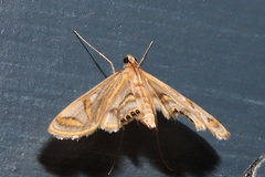 Strepsinoma foveata