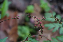 Persicaria posumbu