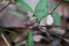 Persicaria posumbu