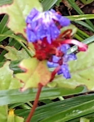 Ceratostigma plumbaginoides