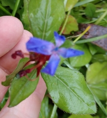 Ceratostigma plumbaginoides