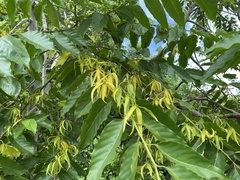 Cananga odorata