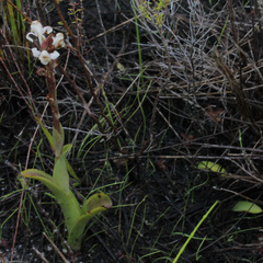 Satyrium stenopetalum