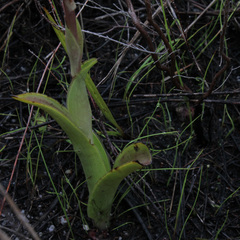 Satyrium stenopetalum