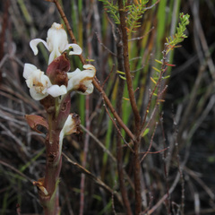 Satyrium stenopetalum
