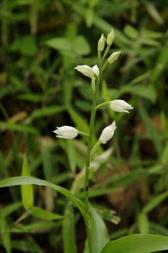 Cephalanthera erecta (Thunb.) Blume