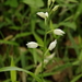 Cephalanthera erecta - Photo (c) Eric Knight, osa oikeuksista pidätetään (CC BY), lähettänyt Eric Knight