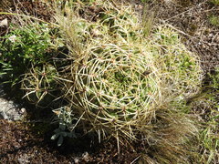Gymnocalycium monvillei