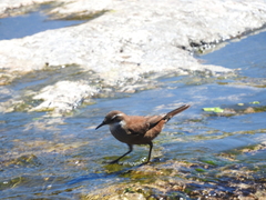 Cinclodes atacamensis