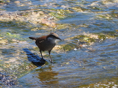 Cinclodes atacamensis