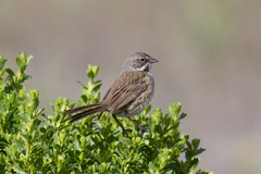 Artemisiospiza belli clementeae