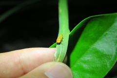Pteroptyx maipo