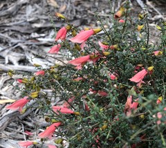 Prostanthera serpyllifolia