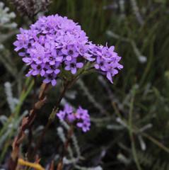 Pseudoselago verbenacea