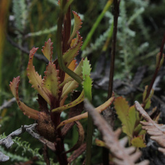 Pseudoselago verbenacea