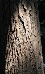 Cedrela fissilis
