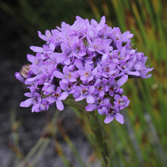 Pseudoselago verbenacea