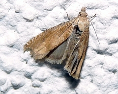 Pelochrista caecimaculana