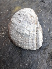 Concholepas concholepas