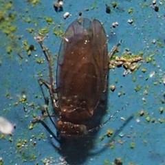 Ectopsocopsis cryptomeriae