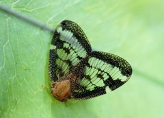 Scolypopa australis