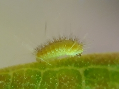 Podalia walkeri